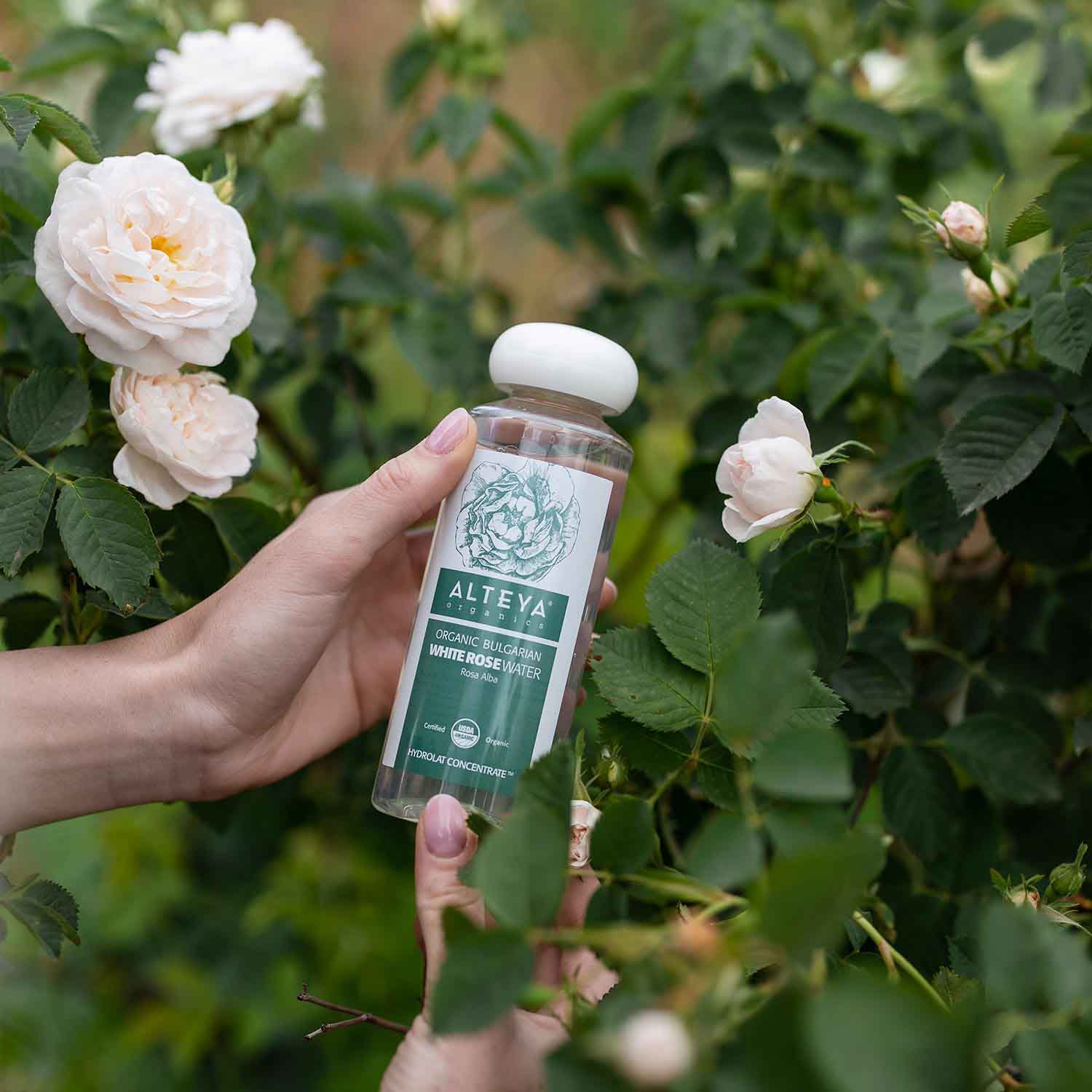 Organic-Bulgarian-White-Rose-Water