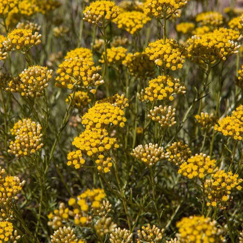 Used in aromatherapy, the scent of helichrysum oil is known to promote sense of safety, comfort and reassurance.  It is considered very beneficial for mature and prematurely aging skin as it functions as an antioxidant that supports the skin’s collagen and elastin synthesis.  Helichrysum Italicum oil is very valuable for damaged skin, wounds, bruises, scars and stretch marks.