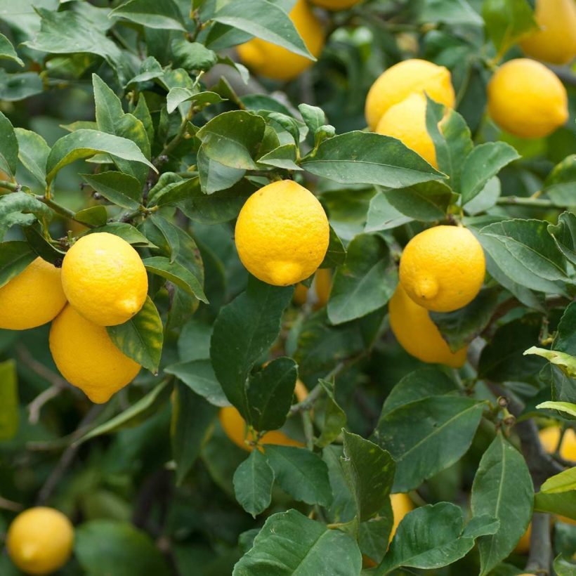 Organic-Lemon-Oil - Used in aroma lamp or aroma diffuser, it purifies the air in the room. At the same time, it creates a positive atmosphere, increases concentration and revitalizes.  Due to its antimicrobial properties, lemon oil can clean not only the air but also various surfaces.  Lemon oil blends well with other essential oil such as Lavender, Rose, Geranium, Rosemary, Peppermint, Cinnamon, Clove,&nbsp; and other citrus oils.