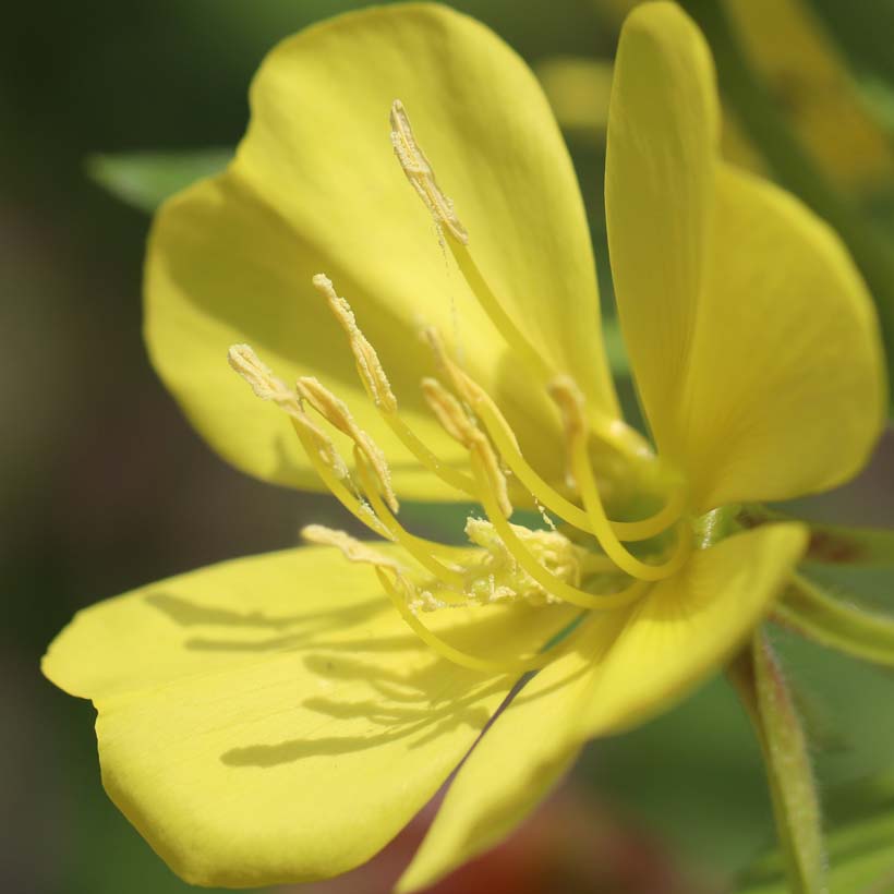 organic-evening-primrose-oil