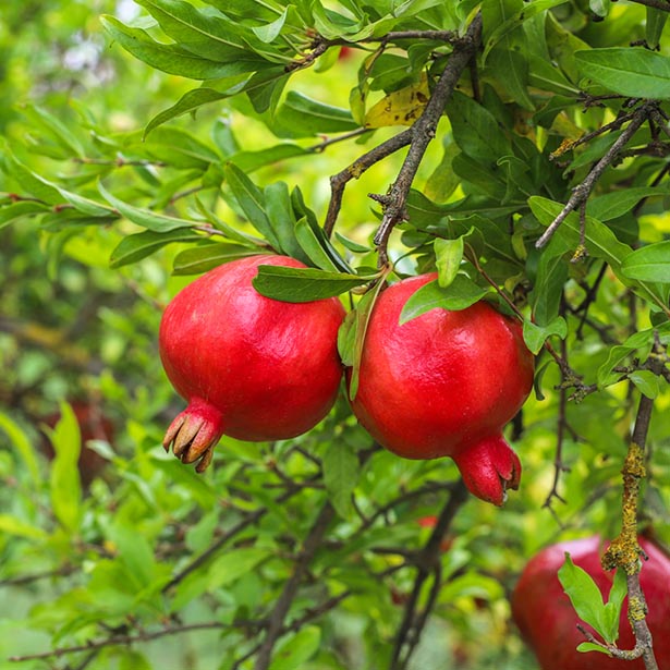 organic-pomegranate-oil-alteya-organics