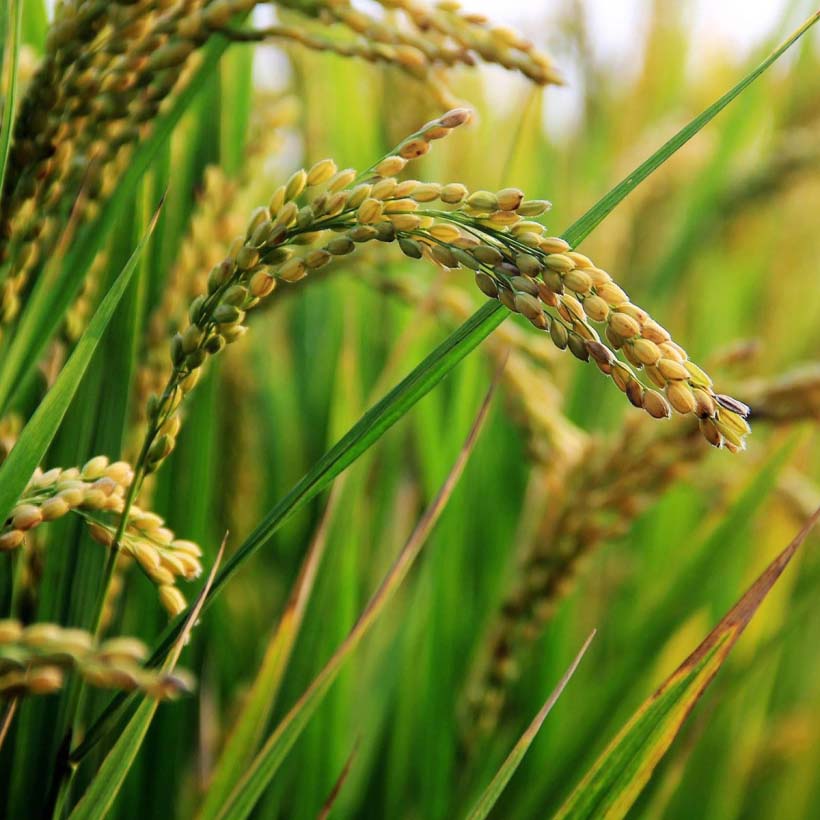 organic-rice-bran-oil