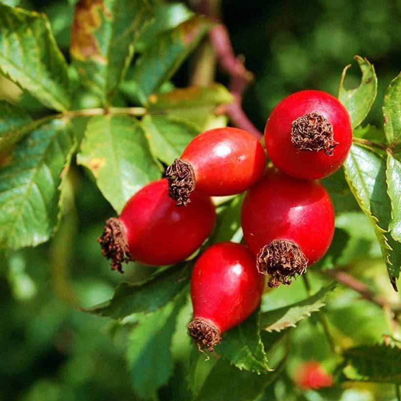 organic-rosehip-seed-oil-20ml-with-pipette